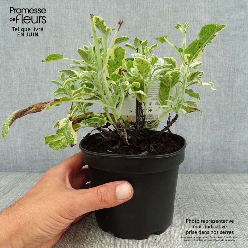 Exemplaar van Bonte echte salie Berggarten Variegated Pot van 1,5 l/2 l zoals geleverd in de zomer