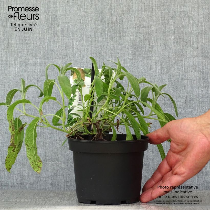 Exemplaar van Echte salie Elephant Ear Pot van 1,5 l/2 l zoals geleverd in de zomer