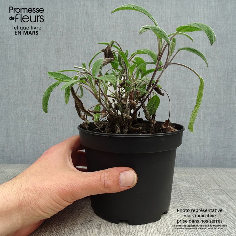 Exemplaar van Echte salie Elephant Ear Pot van 1,5 l/2 l zoals geleverd in de lente