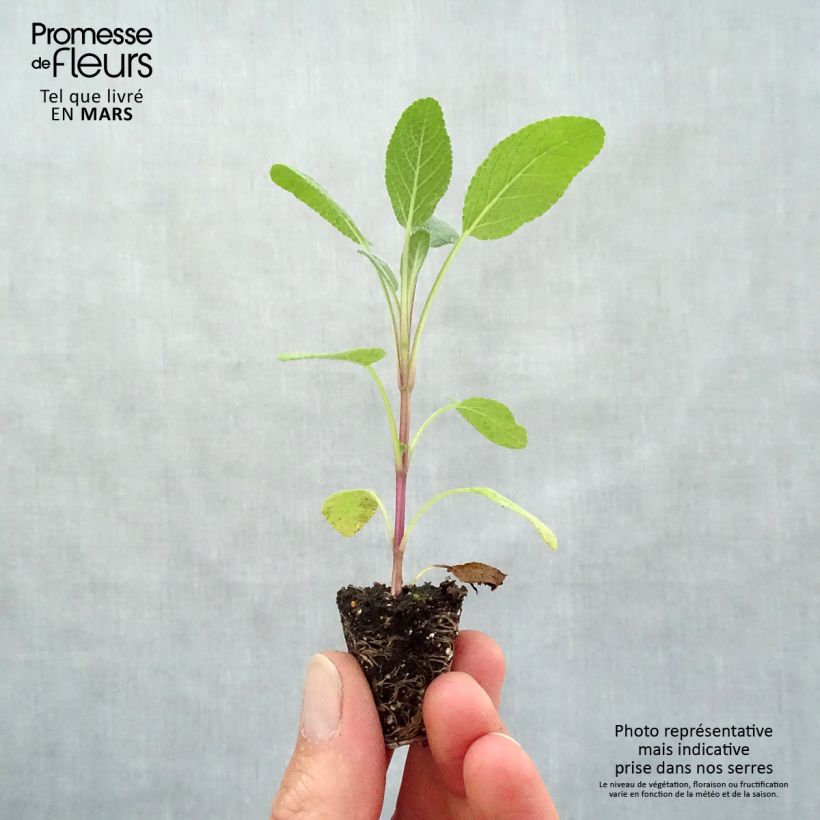 Exemplaar van Echte salie Grower's Friend (jonge planten) Mini-mot Ø 3/4 cm zoals geleverd in de lente