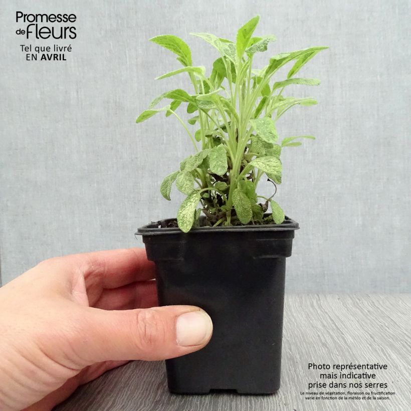 Example of Echte salie Aurea Kweekpotje van 7/8 cm as you get in printemps