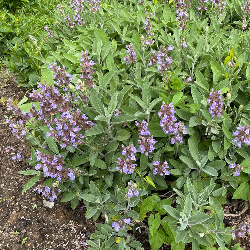 Echte salie - Salvia officinalis (Groeiplaats)