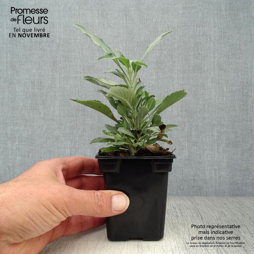 Exemplaar van Echte salie - Salvia officinalis Kweekpotje van 8/9 cm zoals geleverd in de herfst