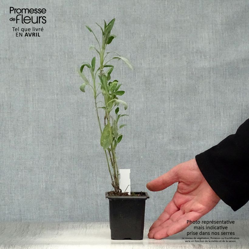 Example of Echte salie - Salvia officinalis Kweekpotje van 8/9 cm as you get in printemps