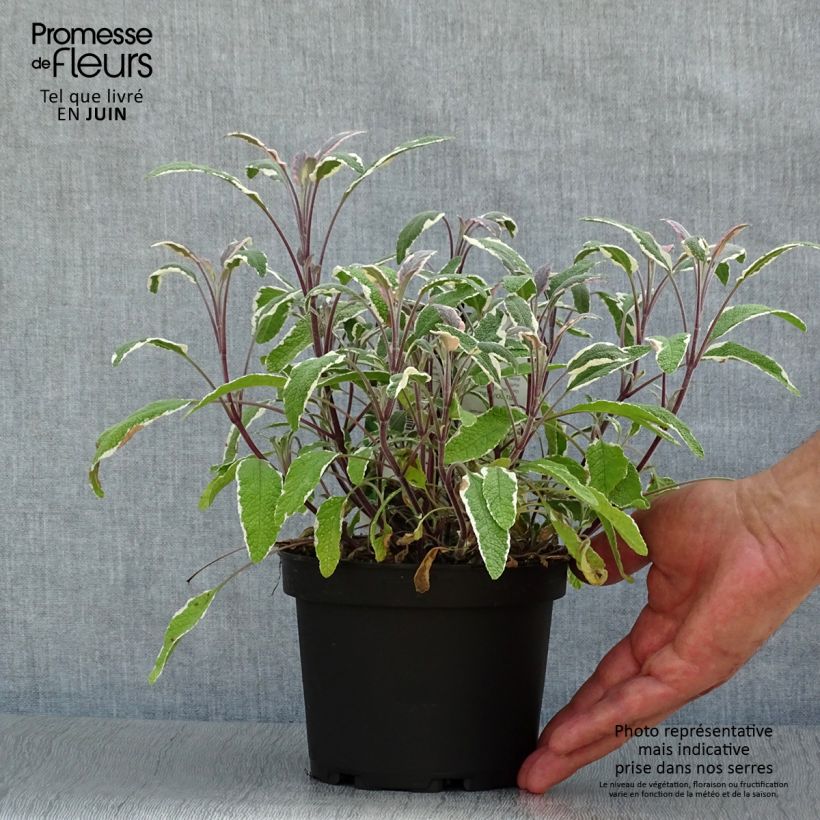 Exemplaar van Salvia officinalis Tricolor - Echte salie Pot van 1,5 l/2 l zoals geleverd in de zomer