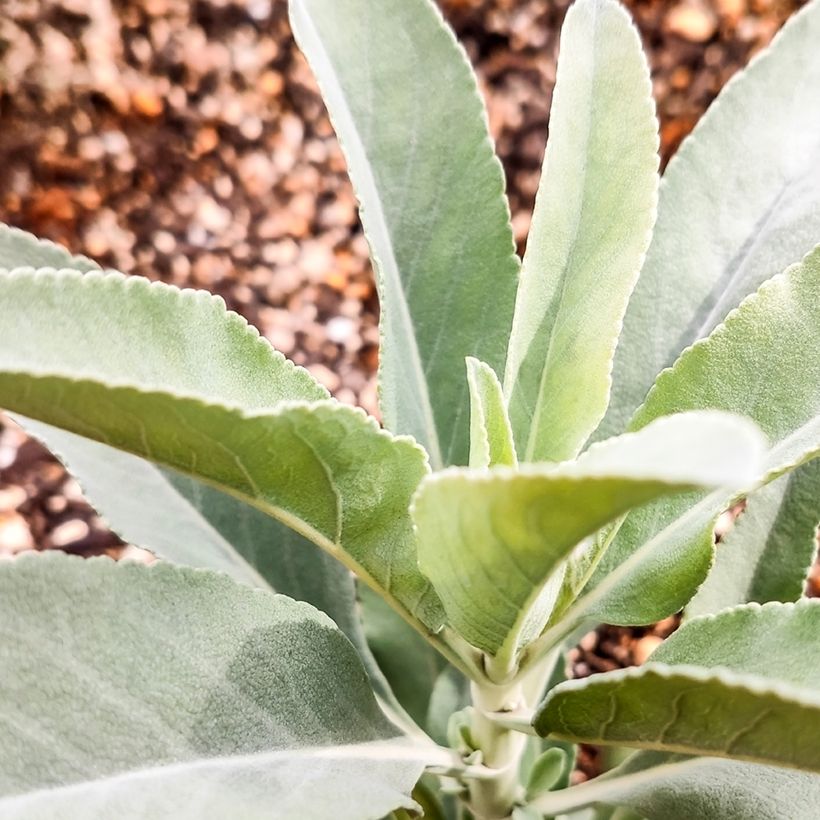 Salvia apiana - Witte salie (Blad)