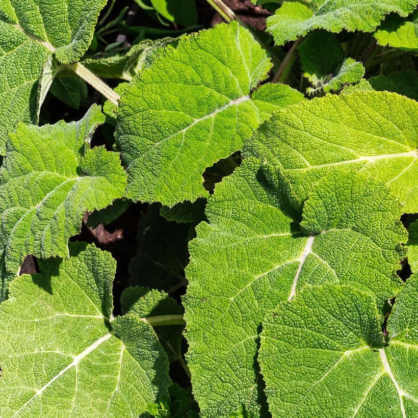 Salvia sclarea - Scharlei (Blad)