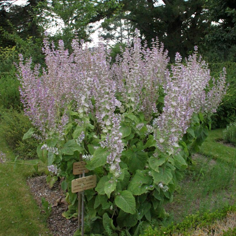Salvia sclarea - Scharlei (Groeiplaats)