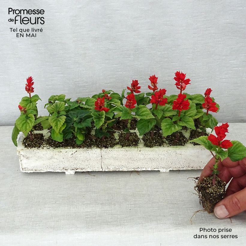 Exemplaar van Salvia splendens Carambita - Vuursalie Kluitplant: kluit 3,8 cm x 3,2 cm in een tray voor 16 planten zoals geleverd in de lente