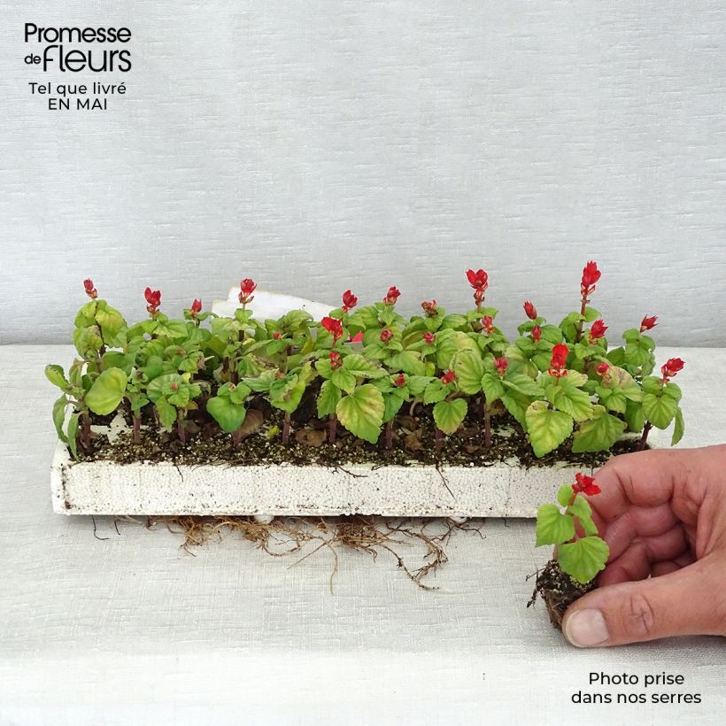 Exemplaar van Salvia splendens Carambita - Vuursalie Minimotte: kluitje van 2,2 cm x 2 cm in kweekplaat per 35 stuks zoals geleverd in de lente