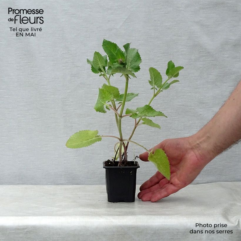 Exemplaar van Salvia verticillata Endless Love - Kranssalie Kweekpotje van 8/9 cm zoals geleverd in de lente