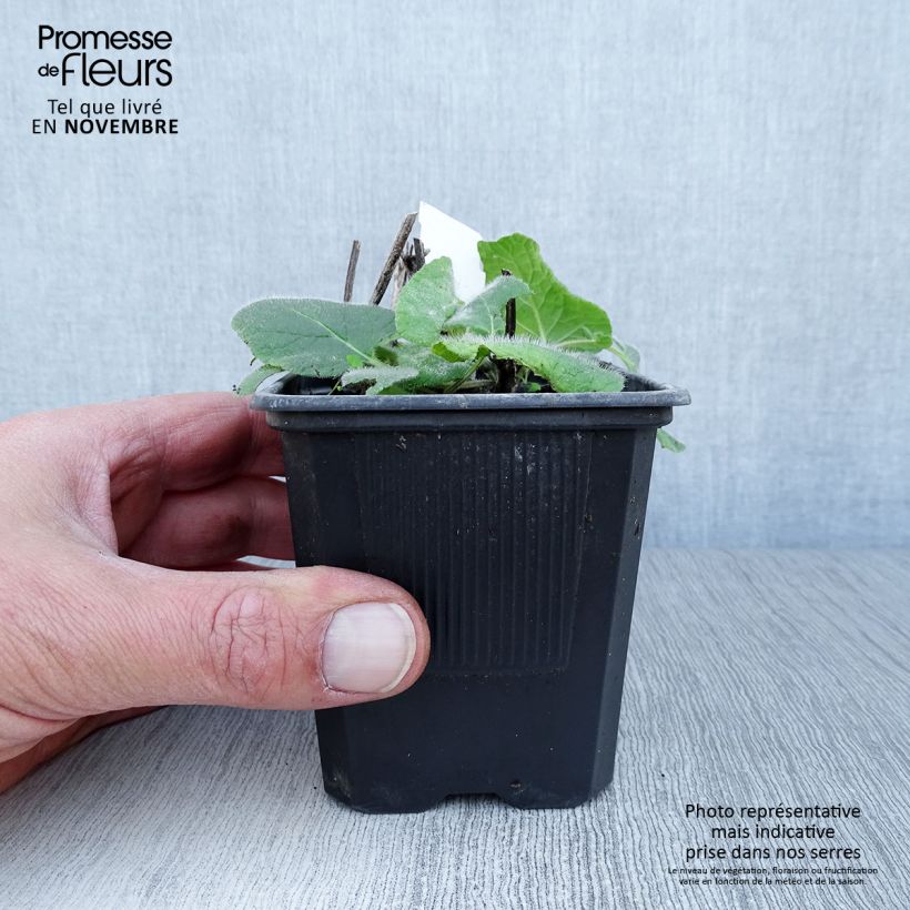 Exemplaar van Salvia verticillata Endless Love - Kranssalie Kweekpotje van 8/9 cm zoals geleverd in de herfst