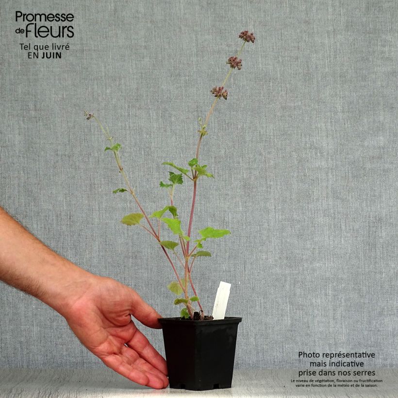 Exemplaar van Salvia verticillata Purple Rain - Kranssalie Kweekpotje van 8/9 cm zoals geleverd in de zomer