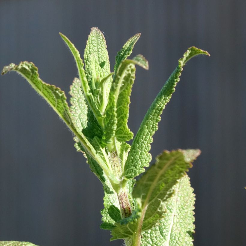 Salvia nemorosa Caradonna - Bossalie (Blad)