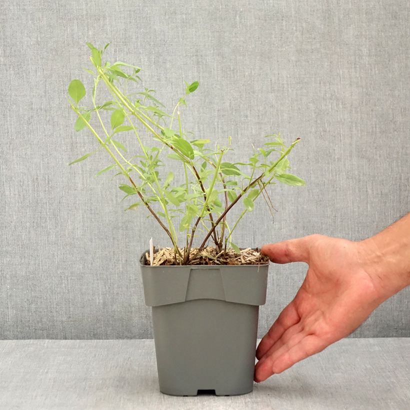 Exemplaar van Salvia greggii Amethyst Lips - Herfstsalie Pot van 2 l/3 l zoals geleverd in de zomer