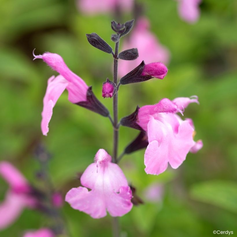 Salvia jamensis - Herfstsalie (Bloei)