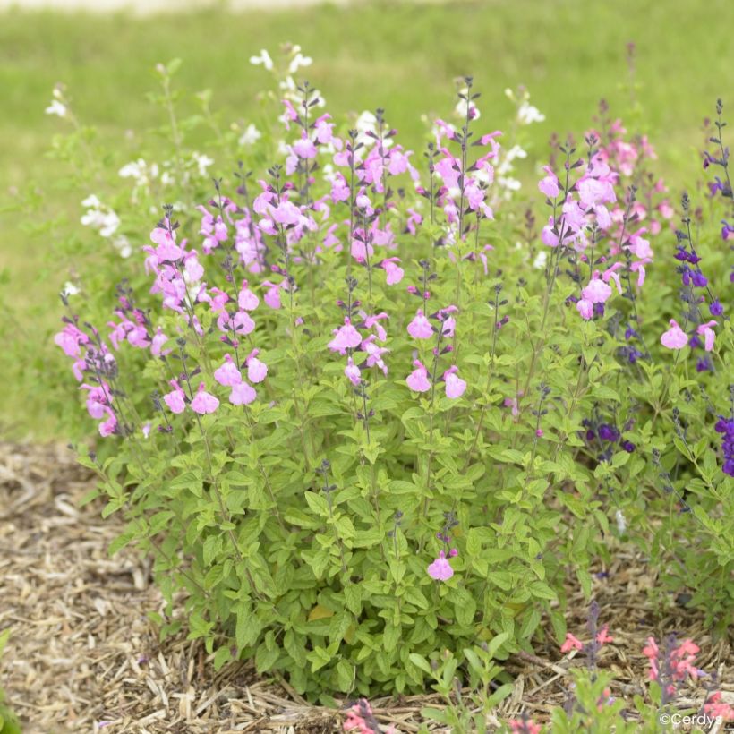 Salvia jamensis - Herfstsalie (Groeiplaats)