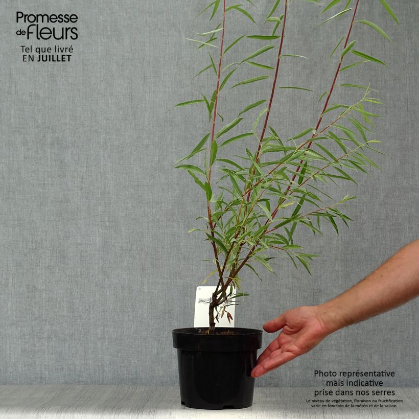 Exemplaar van Salix acutifolia Blue Streak - Kaspische zandwilg Pot van 3 l/4 l zoals geleverd in de zomer