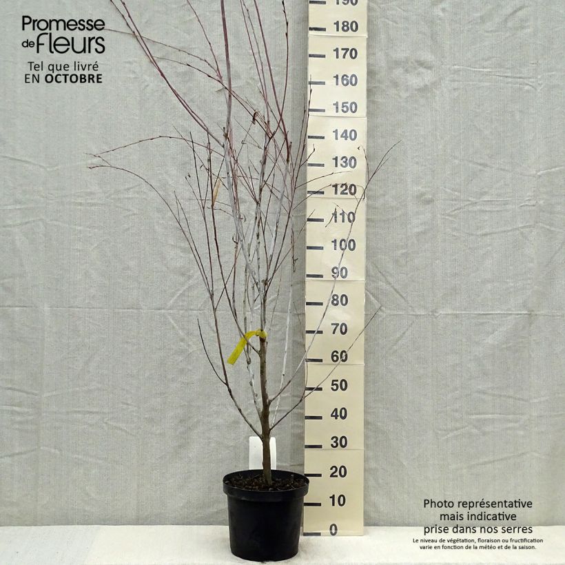 Exemplaar van Salix acutifolia Blue Streak - Kaspische zandwilg Pot van 7,5 l/10 l zoals geleverd in de herfst