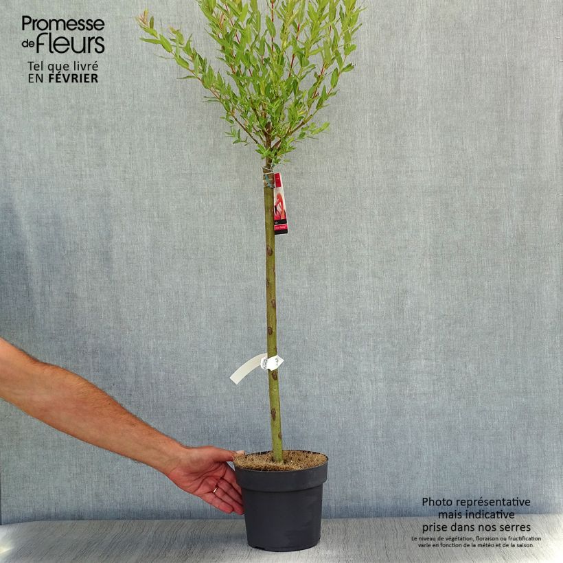 Exemplaar van Salix integra Flamingo - Bonte wilg Pot van 2 l/3 l zoals geleverd in de herfst