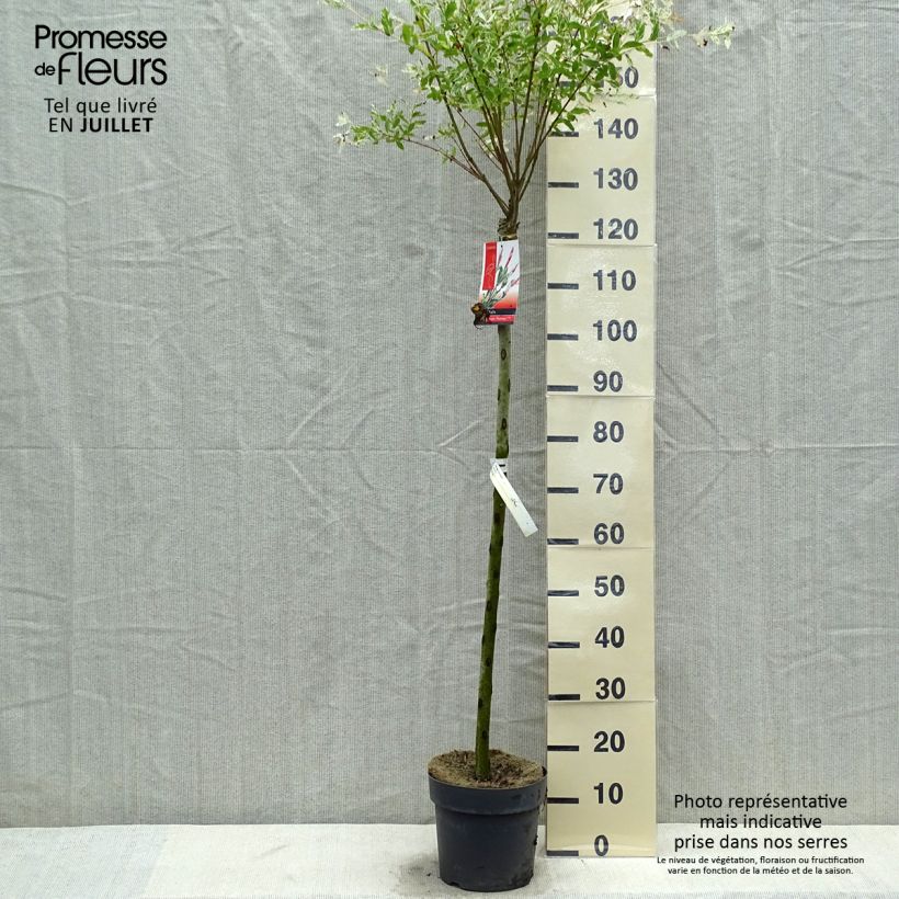 Exemplaar van Salix integra Flamingo - Bonte wilg Pot van 4 l/5 l zoals geleverd in de zomer