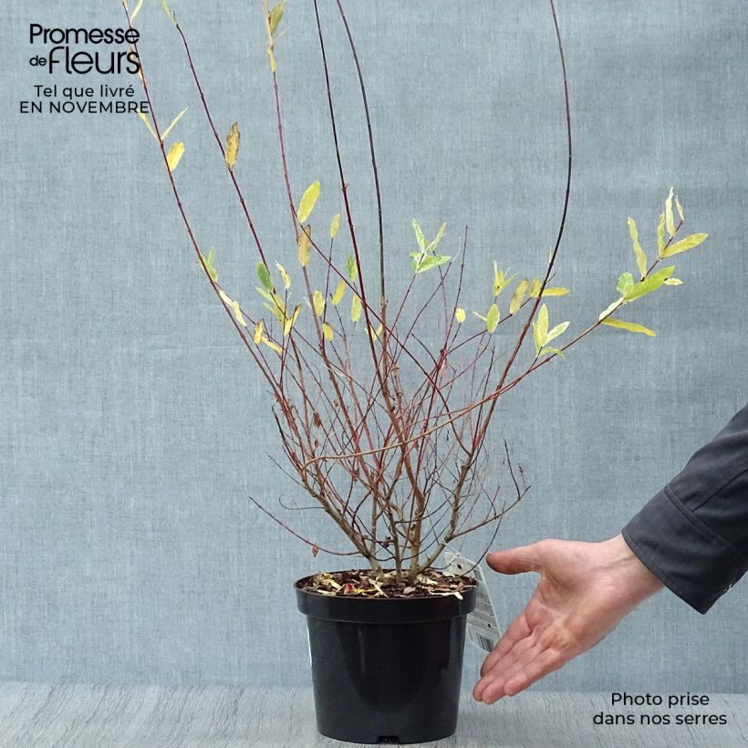 Exemplaar van Salix integra Hakuro Nishiki - Bonte wilg Pot van 2 l/3 l, Struik zoals geleverd in de herfst