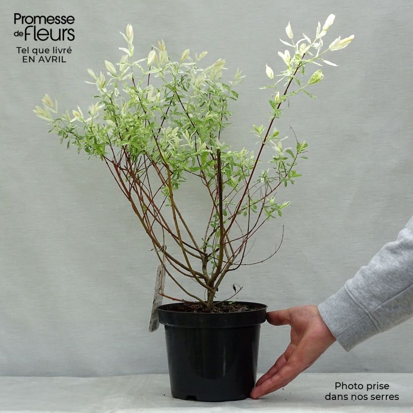 Exemplaar van Salix integra Hakuro Nishiki - Bonte wilg Pot van 2 l/3 l, Struik zoals geleverd in de lente