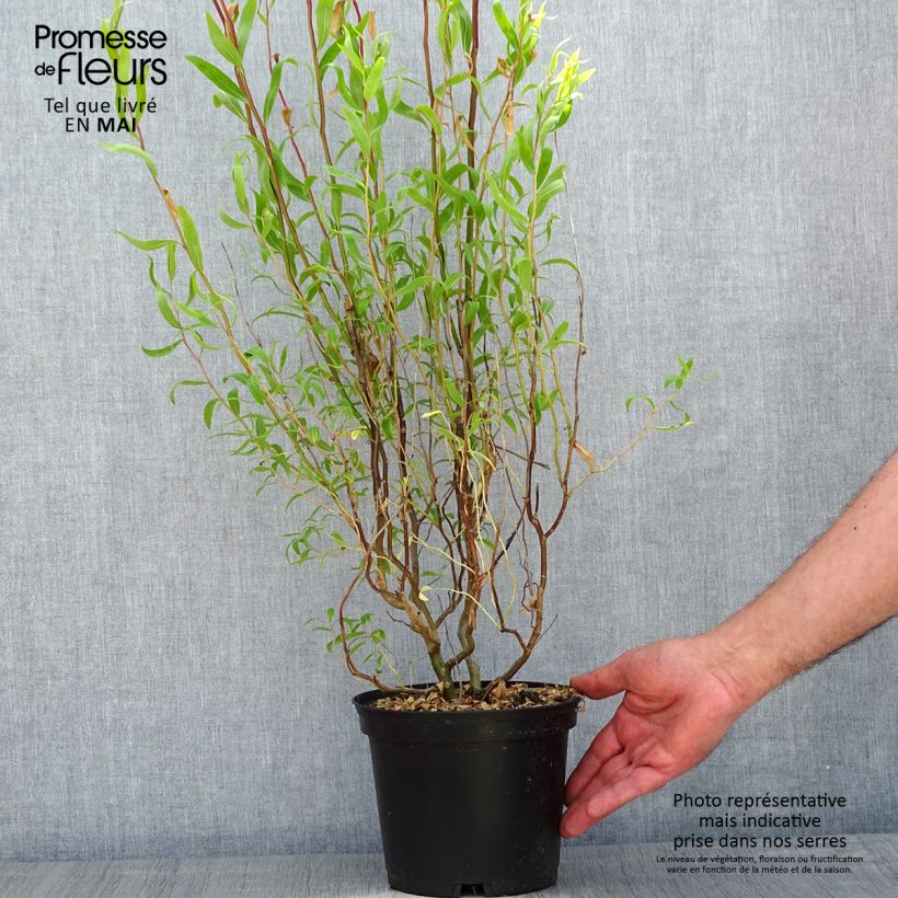 Exemplaar van Salix matsudana Tortuosa - Kronkelwilg Pot van 2 l/3 l zoals geleverd in de lente
