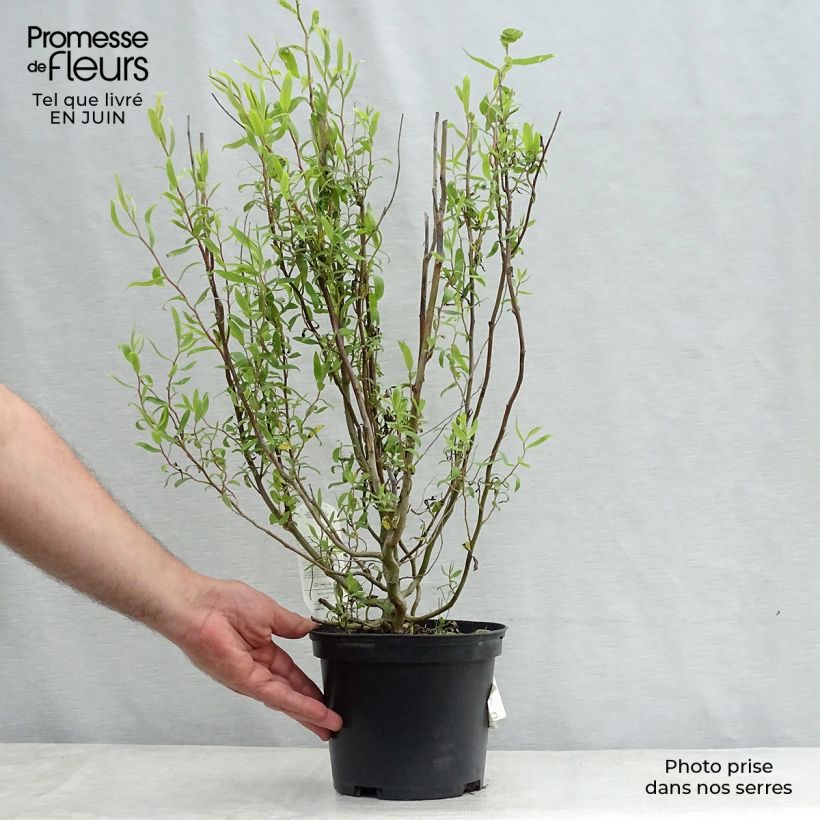 Exemplaar van Salix matsudana Tortuosa - Kronkelwilg Pot van 2 l/3 l zoals geleverd in de zomer
