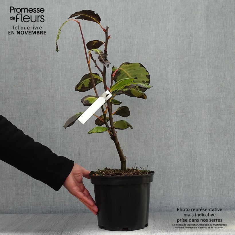 Exemplaar van Salix magnifica - Chinese grootbladige wilg Pot van 4 l/5 l zoals geleverd in de herfst