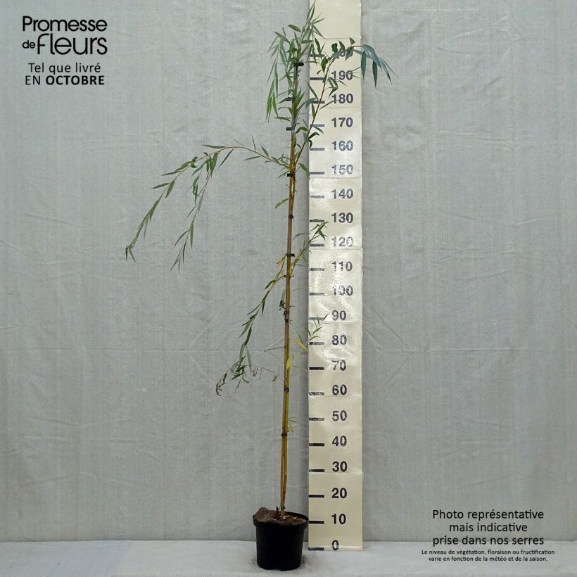 Exemplaar van Salix alba Tristis - Schietwilg Pot van 4 l/5 l zoals geleverd in de herfst