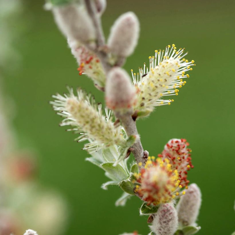 Salix candida Iceberg Alley - Witte wilg (Bloei)