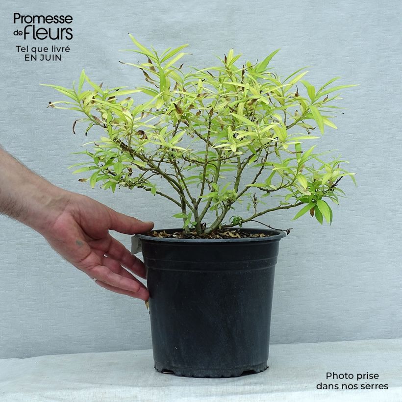 Exemplaar van Salix sachalinensis Golden Sunshine - Bandwilg Pot van 4 l/5 l zoals geleverd in de zomer