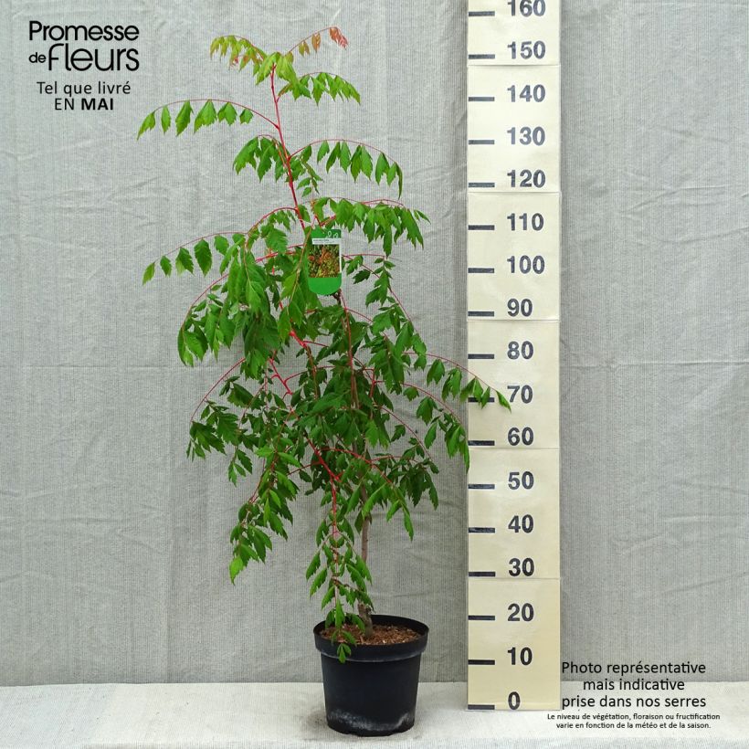 Example of Koelreuteria paniculata Coral Sun - Gele zeepboom Pot van 7,5 l/10 l as you get in printemps