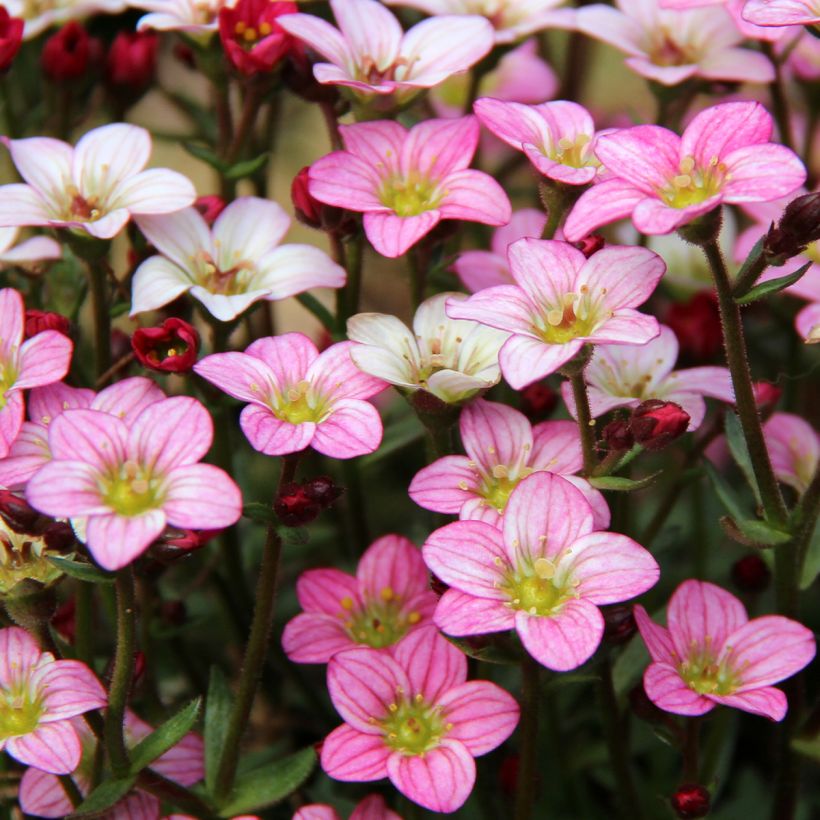 Saxifraga Irish - Mossteenbreek (Bloei)