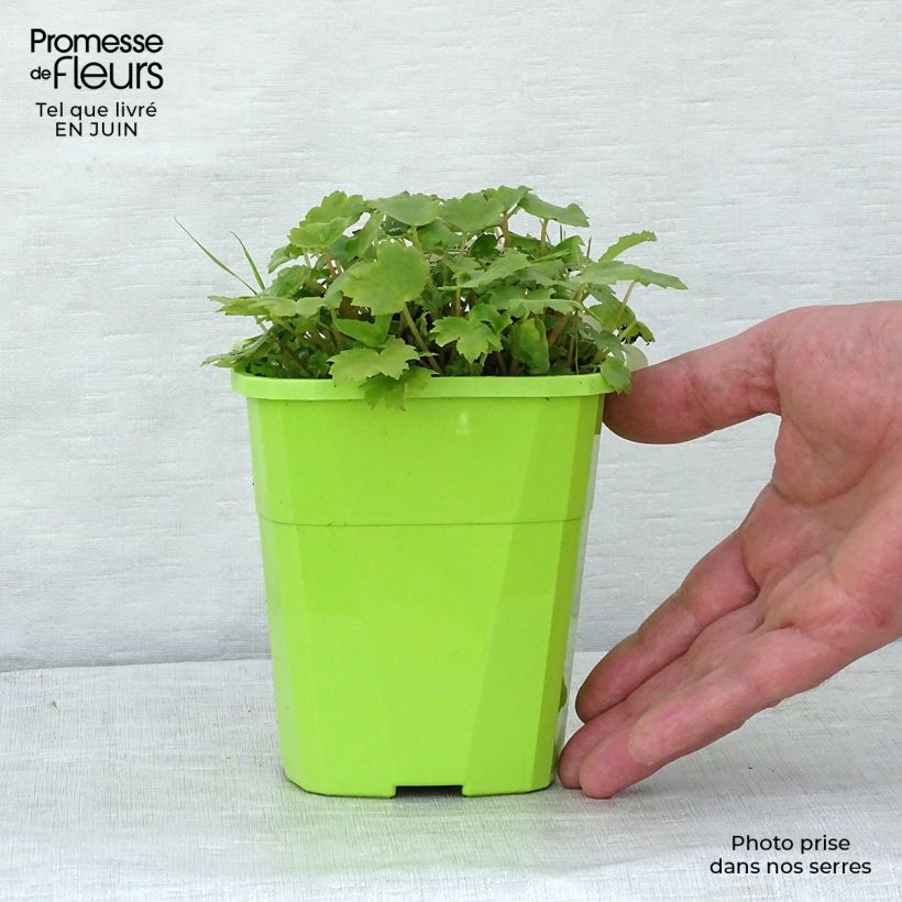 Exemplaar van Saxifraga OPERA Orpheus - Steenbreek Pot van 1 l/1,5 l zoals geleverd in de zomer