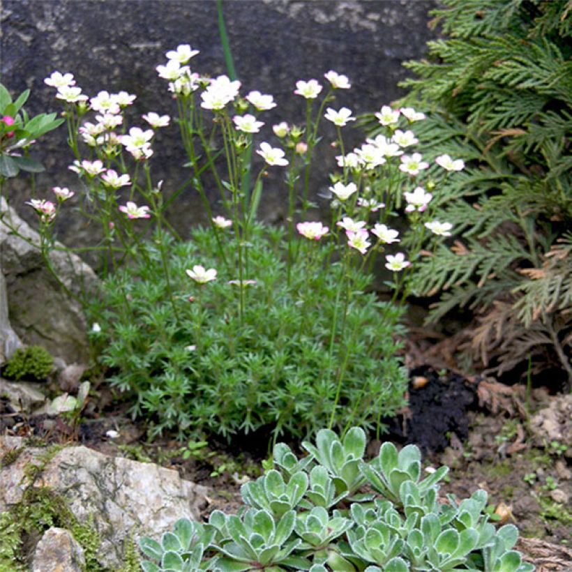 Saxifraga arendsii Adebar - Steenbreek (Bloei)
