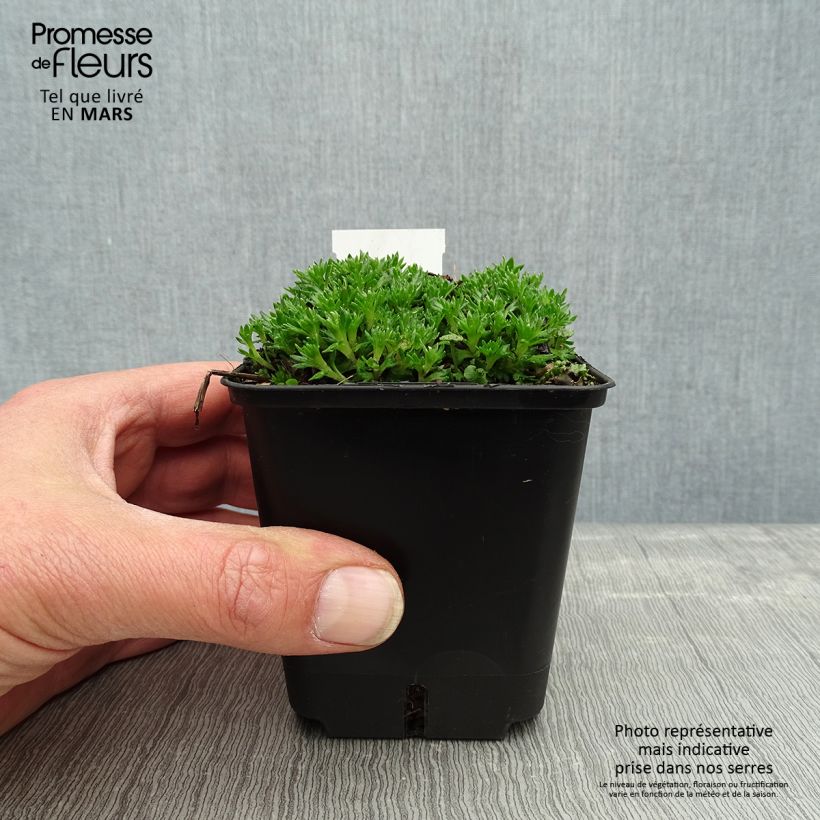 Example of Saxifraga arendsii Compactum - Steenbreek Kweekpotje van 8/9 cm as you get in printemps