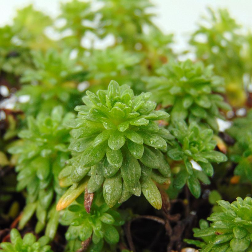 Saxifraga arendsii Peter Pan - Mossteenbreek (Blad)