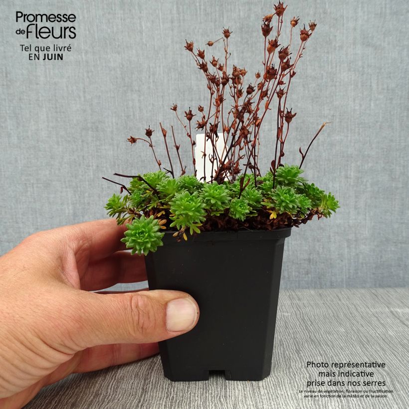 Exemplaar van Saxifraga arendsii Peter Pan - Mossteenbreek Kweekpotje van 8/9 cm zoals geleverd in de zomer