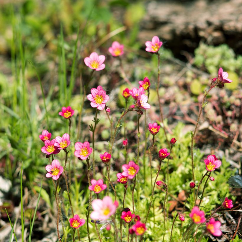 Saxifraga arendsii Peter Pan - Mossteenbreek (Groeiplaats)