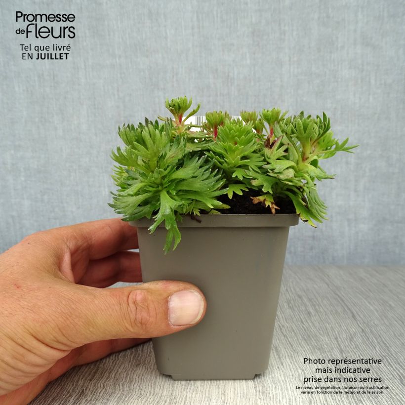 Exemplaar van Saxifraga arendsii Purpurteppich - Steenbreek Kweekpotje van 8/9 cm zoals geleverd in de zomer