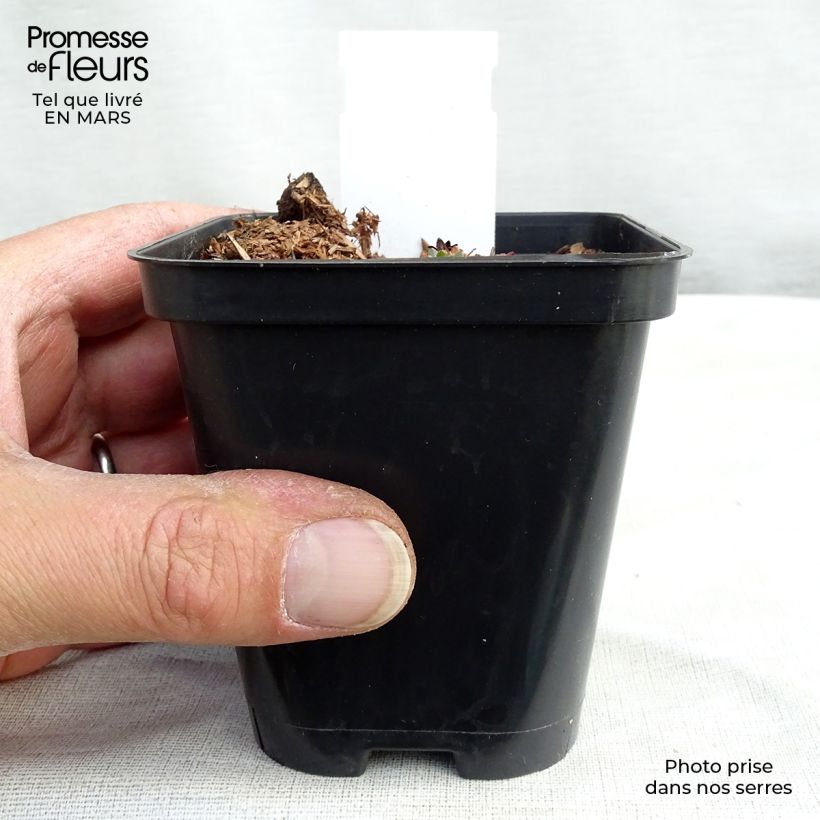 Exemplaar van Saxifraga arendsii Purpurteppich - Steenbreek Kweekpotje van 8/9 cm zoals geleverd in de lente