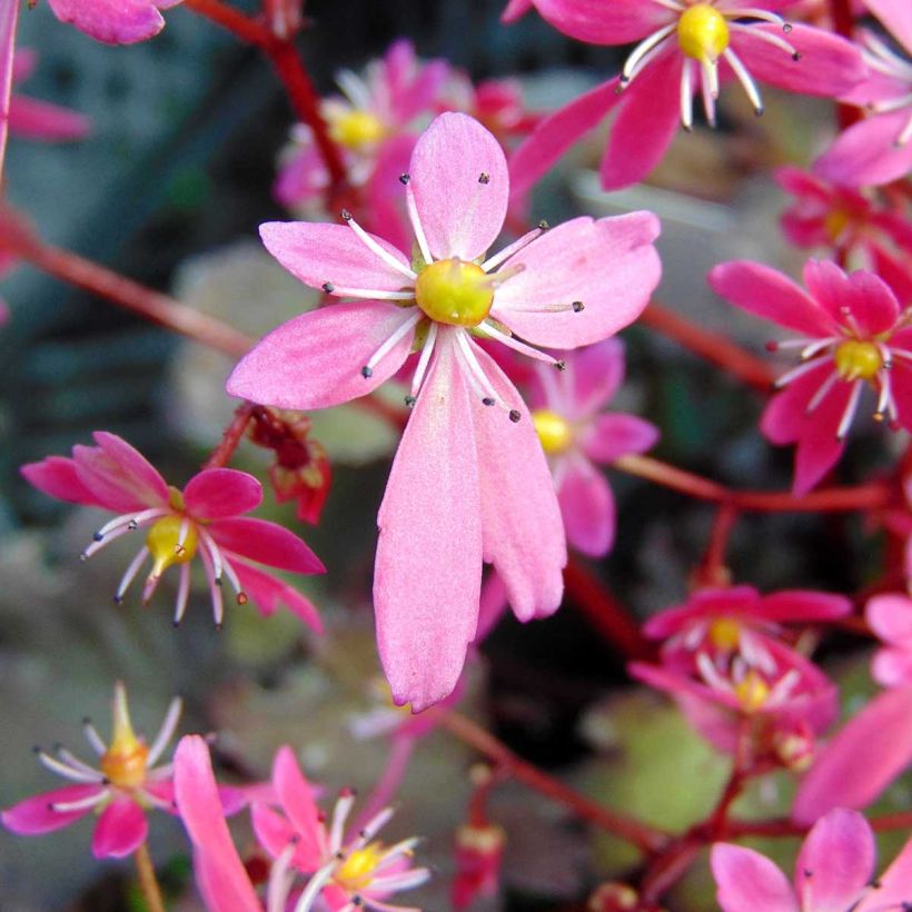 Saxifraga cortusifolia Black Ruby - Herfststeenbreek (Bloei)