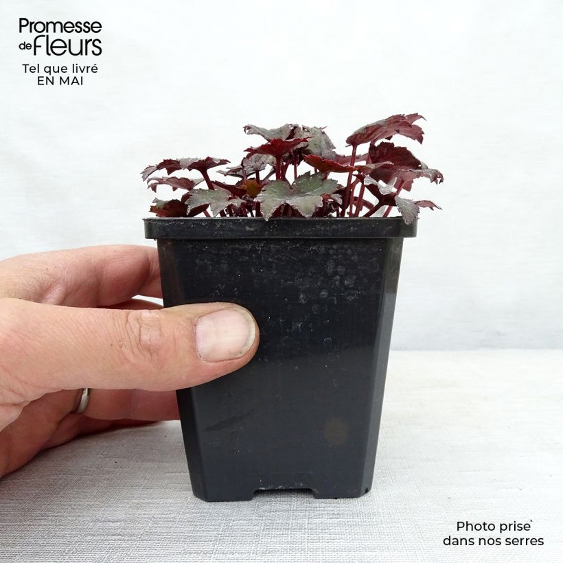 Exemplaar van Saxifraga cortusifolia Black Ruby - Herfststeenbreek Kweekpotje van 8/9 cm zoals geleverd in de lente