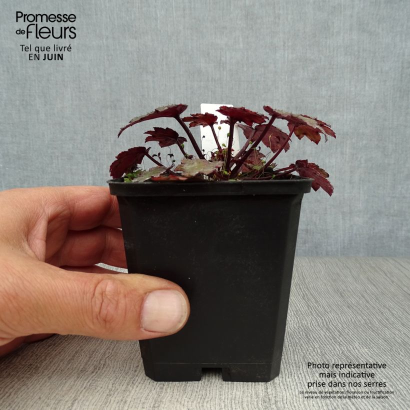 Exemplaar van Saxifraga cortusifolia Black Ruby - Herfststeenbreek Kweekpotje van 8/9 cm zoals geleverd in de zomer