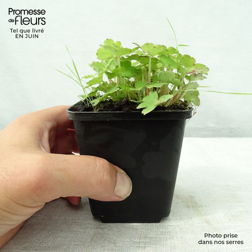 Exemplaar van Saxifraga cortusifolia Cheap Confections - Herfststeenbreek Kweekpotje van 8/9 cm zoals geleverd in de zomer
