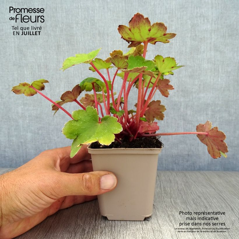 Exemplaar van Saxifraga fortunei Beni Tsukasa - Steenbreek Kweekpotje van 8/9 cm zoals geleverd in de zomer