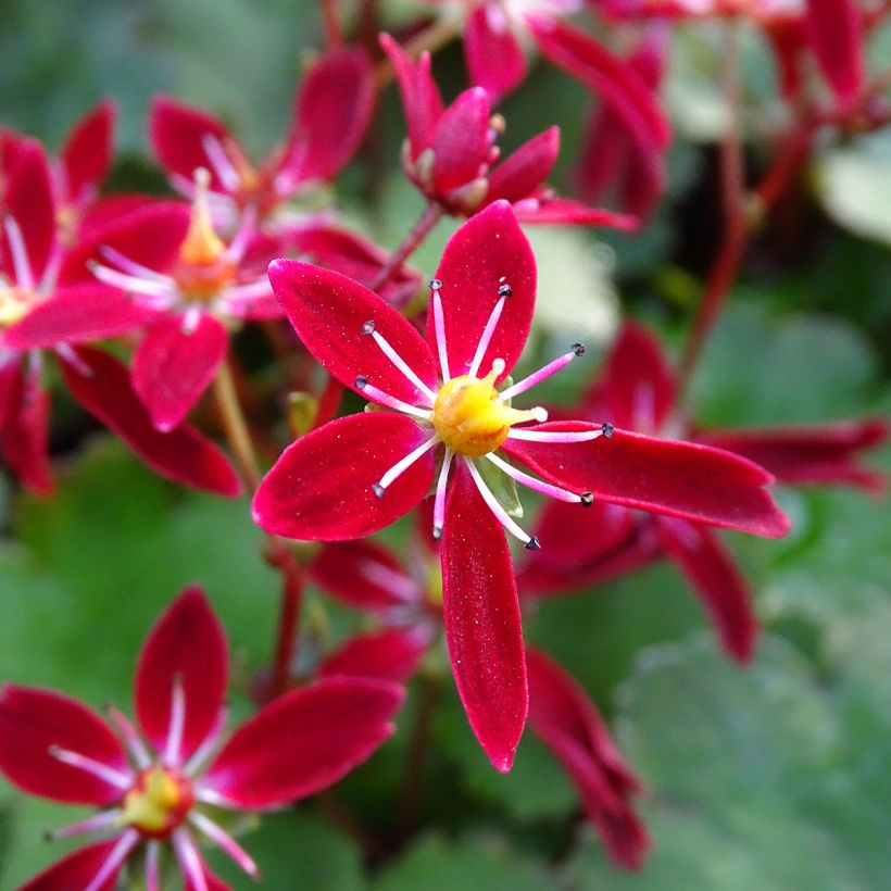 Saxifraga fortunei Beni Tsukasa - Steenbreek (Bloei)