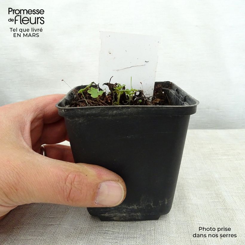 Exemplaar van Saxifraga fortunei Sugar Plum Fairy - Steenbreek Kweekpotje van 8/9 cm zoals geleverd in de lente